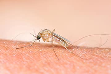 Mosquito Exterminator North Texas