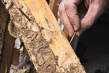 Termite Damage Magnolia