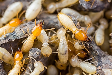 Tomball Termite Control