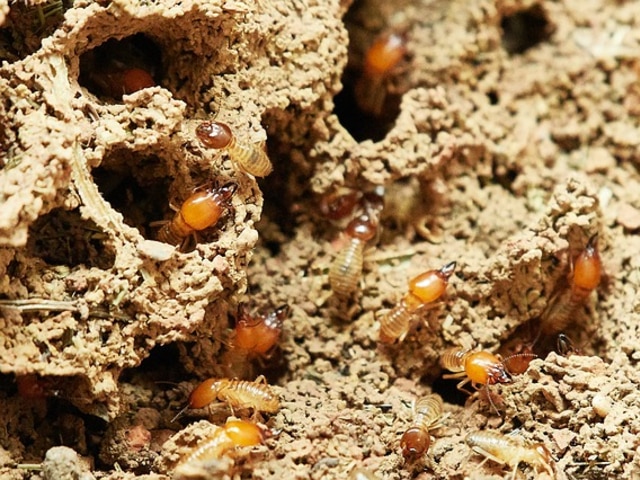Termites North Houston