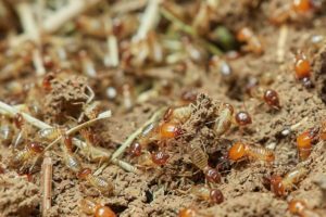 Early Warning Signs of Termites