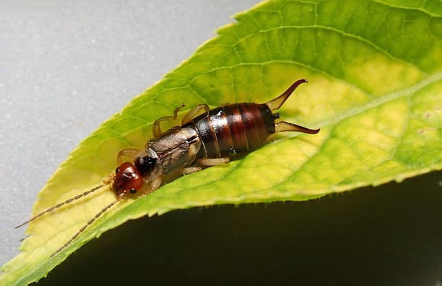 Earwig Control in The Woodlands