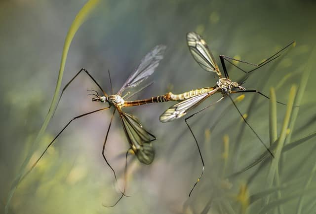 The Woodlands Mosquito Control