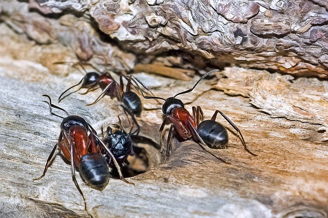 Magnolia Carpenter Ant Control