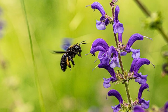 Magnolia Carpenter Bee Control