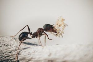 Tips for Keeping Ants out of Your Home