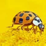 Pests that Thrive in the Spring