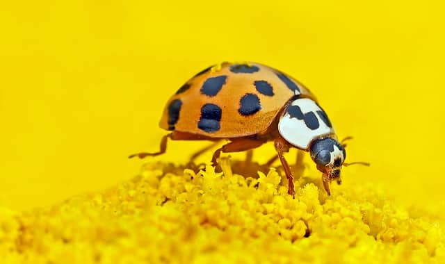 Pests that Thrive in the Spring