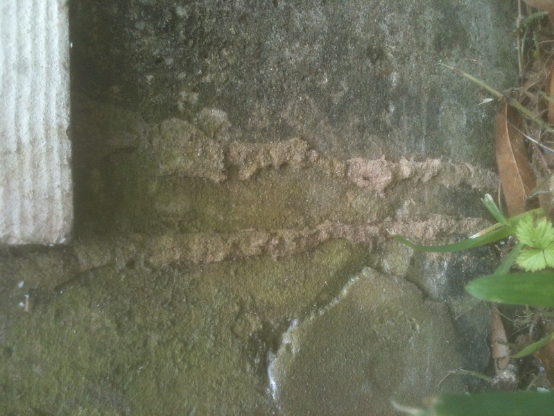 An example of subterranean termite tubes